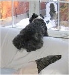 The backside of a black, gray and white Miniboz laying on a white couch and looking out of a window.