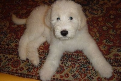 A fluffy, white Romanian Mioritic Shepherd Dog puppy laying on a red oriental rug looking up.