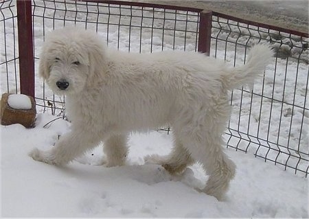Side view - A fluffy, white Romanian Mioritic Shepherd Dog puppy is walking across snow looking towards the camera. There is a small fence behind it.