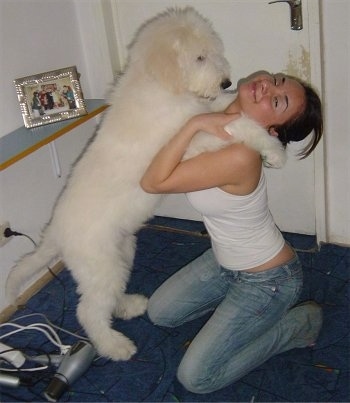 A fluffy, white Romanian Mioritic Shepherd Dog puppy is standing on its hind legs and its front paws are on the shoulders of a girl in blue jeans and a white tank top who is kneeling down on her knees in front of it.