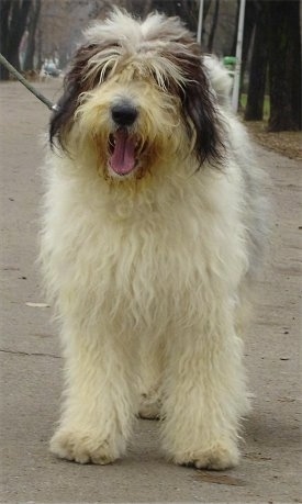 Front view - A longhaired, shaggy looking, white with black Romanian Mioritic Shepherd Dog is standing on a sidewalk. Its mouth is open and its tongue is out.