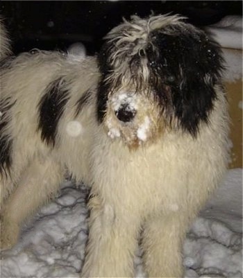 A large, furry, white with black Romanian Mioritic Shepherd Dog is standing in snow and looking to the left. it has snow all over its muzzle.