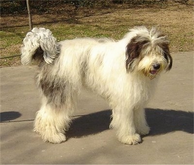 Right Profile - an extra large, white with black Romanian Mioritic Shepherd Dog is standing on a concrete surface.