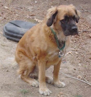 Front-side view - A tan with black long coat Nebolish Mastiff is sitting in dirt looking to the right. There is a black plastic trash can lid behind it.