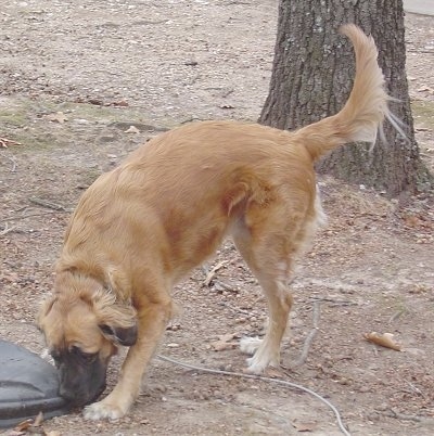 Side view - A tan with black long coat Nebolish Mastiff is sniffing a black plastic trash can lid on the ground outside.
