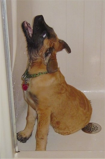 A wet, long-coat, tan with black Nebolish Mastiff puppy is sitting in a shower looking up biting running water.