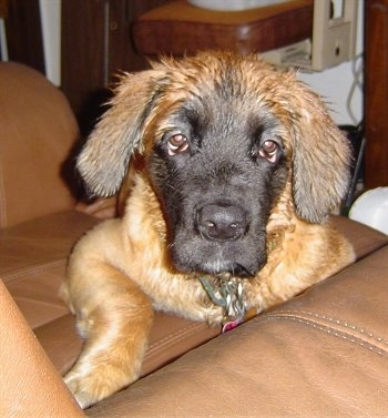 View from the front - A long-coat, droopy-eyed, tan with black long coat Nebolish Mastiff puppy is laying across a brown leather chair looking forward.