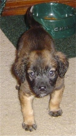 Front view - A brown with black long coat Nebolish Mastiff puppy is standing on a tan carpet in front of a green matt that has a green food bowl with a little bit of food in it. The dog bowl says 'Charlie' in silver letters on the side of it.