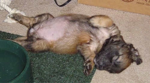 A brown with black long coat Nebolish Mastiff puppy is sleeping belly-up on its back part way on a tan carpeted floor and part way on a green mat that has a green water dish on top of it. There is a white rope toy near the pup's feet.