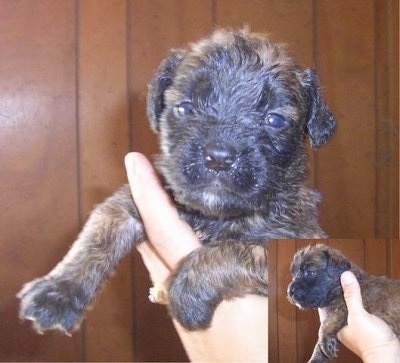 A long coat brown brindle Nebolish Mastiff is being held in the air by a persons hand.