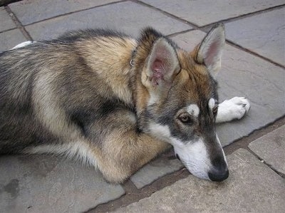 A wolf-looking, perk-eared, grey with black and tan Northern Inuit Dog is laying down on a flagstone surface.