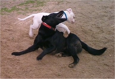 A white American Bulldog is jumping on the back of a black Labrador that is biting at the Bulldog.