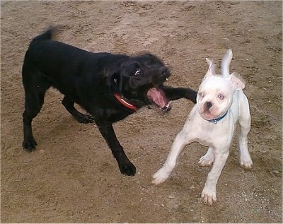 A Black Labrador is pawing and biting at an American Bulldog puppy that is jumping away. They are standing in dirt.