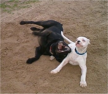 A Black Labrador is laying on its back and biting at a white American Bulldog that is moving away in dirt.