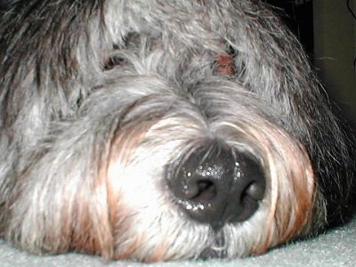 Close up head shot - A black with white Polish Lowland Sheepdog is laying down on a carpeted surface.