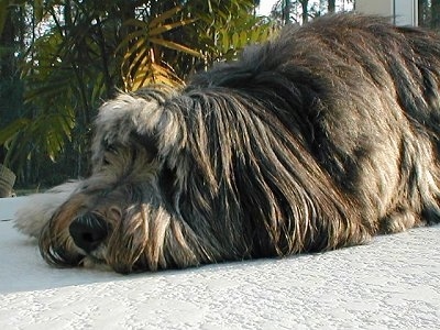 Close up - A black with white Polish Lowland Sheepdog is laying down on a porch and it is looking to the left.