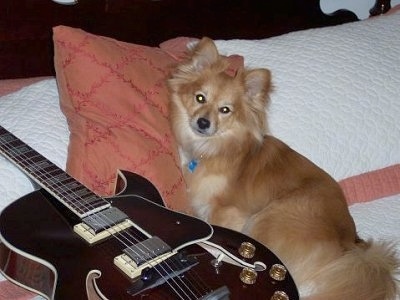 Side view - A tan with white Paperanian dog is leaning on a peach colored pillow next to an electric guitar.