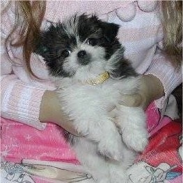 A fluffy, black and white Papastzu dog is being held belly-out in the lap of a lady in a pink and white sweater. The puppy is wearing a yellow collar looking forward.