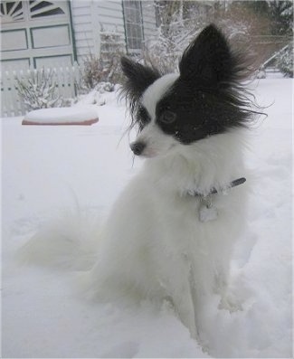 Front side view - A perk-eared, white with brown Papillon is sitting in snow looking to the left. There is a white house behind it.