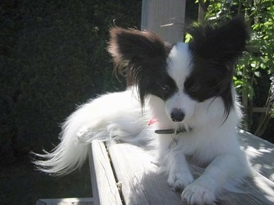 Front view - A white with brown Papillon is laying on a wooden bench looking down over the edge.