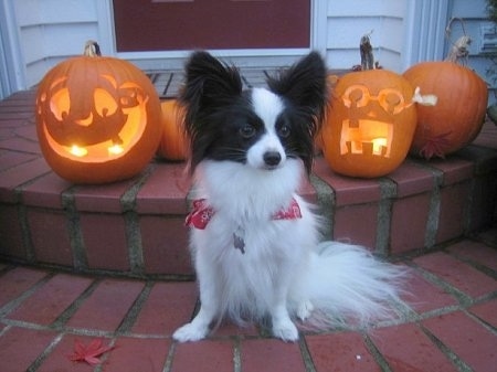 Front view - A white with brown Papillon is sitting on brick steps and there is a line of carved pumpkins behind it. Two of the jack o lanterns have lit candles in them.