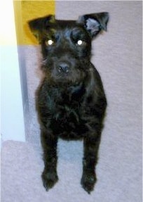Close up front view - A black Patterdale Terrier is sitting on a carpet and it is looking up.
