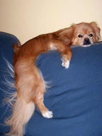 Side view - A tan with white, grey and black Peek-A-Pom is laying on the back of a blue couch with its body between the cushions.
