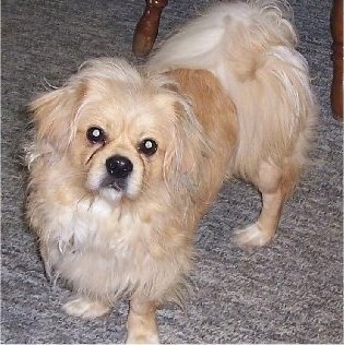 Front side view - A long haired, tan with white Peke-A-Poo dog is standing on a tan carpet under a table looking forward. Its head is slightly tilted to the right.