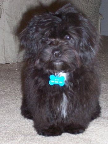 Front view - A longhaired, black with white Peke-A-Chon puppy is standing on a carpet and it is looking forward. Its long coat is covering up its left eye.