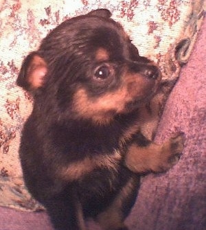 A small young black with brown Pineranian puppy is standing in between the arm of a couch and a pillow facing the left.