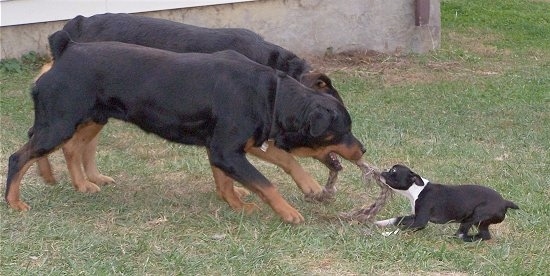 Two black with brown Rottweilers are having a tug of war with a black with white Boston Terrier. They are standing in grass.