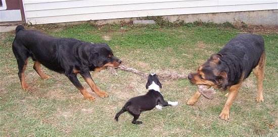 Two black with brown Rottweilers are having a tug of war with a small toy dog black with white Boston Terrier biting the middle of the rope.