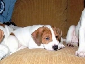 A white with tan Lab-Pointer Puppy is laying on a tan couch. It is surrounded by its littermates.