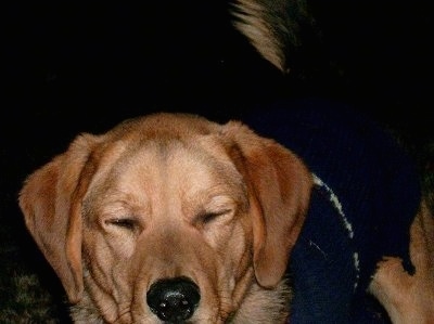 Close up - A tan with black Polish Hound is wearing a sweater and its eyes are closed.
