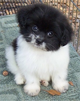 A fuzzy little black and white Pom-A-Poo puppy is sitting on a rug that is placed in a crate. Its head is tilted to the right and it is looking forward.