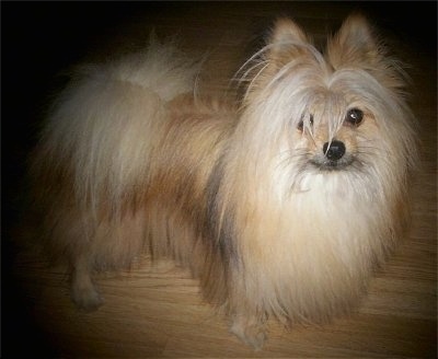 A long-haired tan with white and black Maltipom dog is standing on a hardwood floor and looking up.