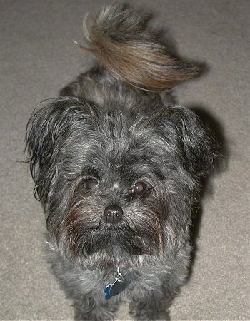 Close up front view - A long haired black with gray Pomapoo dog is standing on a carpet and it is looking up.