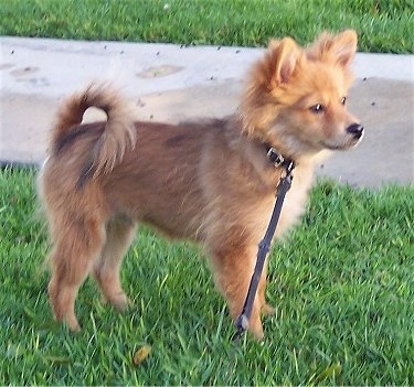 Right Profile - A red Pomimo puppy is standing in grass and it is looking to the right. Its tail is curled up over its back.