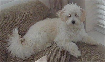 Side view - A wavy-coated, white with tan Poo-Shi dog is laying on a tan couch looking up.
