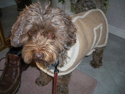 Close up front side view - A wavy-coated, Poogle dog is standing on a tiled floor wearing a brown and tan jacket looking forward.