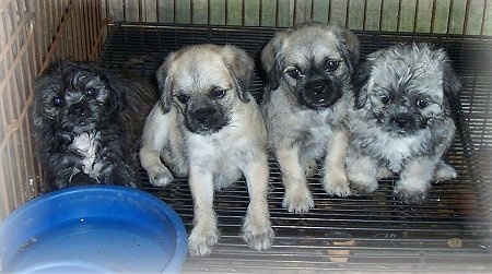 A litter of 4 Pug-A-Poo Puppies are sitting next to each other in a crate. Two of the puppies have longer wavy coats and two puppies have short coats. There is a blue bowl of water in front of them.