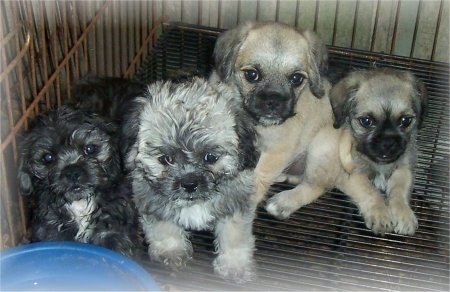 A litter of Pug-A-Poo Puppies are sittting in a crate and they are all looking up. There is a blue bowl of water above them. Two of the puppies have longer wavy coats and two puppies have short coats.