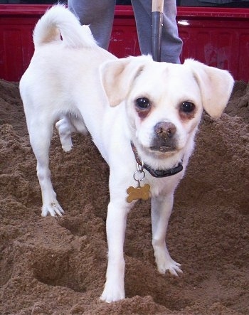 A small, tan and white Smooth Fox Terrier/Pug mix is standing in dirt that is in the bed of a red truck. There is a person with a shovel behind it. The dog has rust colored stains under its eyes and its tail is curled over its back.