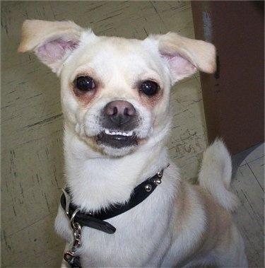 A rose-eared, tan and white Smooth Fox Terrier/Pug mix breed dog is jumped up on the leg of a person and it is looking up. The bottom row of its teeth are showing because of its underbite. The dog has brown stains under its eyes
