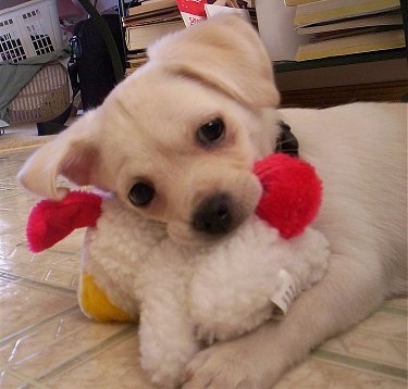 Close up - A tan with white Smooth Fox Terrier/Pug mix puppy is laying its head on a plush chicken doll on top of a tan tiled floor inside of a house.