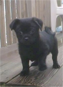 Front view - A black Pug-a-Poo puppy is walking across a wooden surface and it is looking forward. Its front right paw is in the air and its tail is curled up over its back.