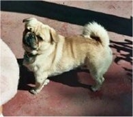The left side of a tan with black Puginese dog is standing across a carpet and it is looking forward. Its tail is curled up over its back.