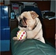 Close up - A tan with black Puginese with a toy ball laying on the arm of a green chair and it is looking to the left.