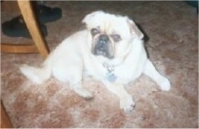 Front side view - A tan Puginese dog is laying on a brown carpet and it is looking up.