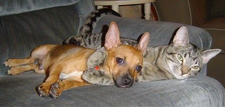 A cat and a dog on a blue couch. A shorthaired, brown Rat-Cha puppy is laying on its right side and behind it is a gray tiger cat laying on its right side with its paws wrapped around the dogs neck. The cat and the dog have similar shaped perk ears, although the dog's ears are slightly larger.